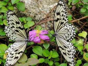 Malaysia - Penang Butterfly Gardens - 04